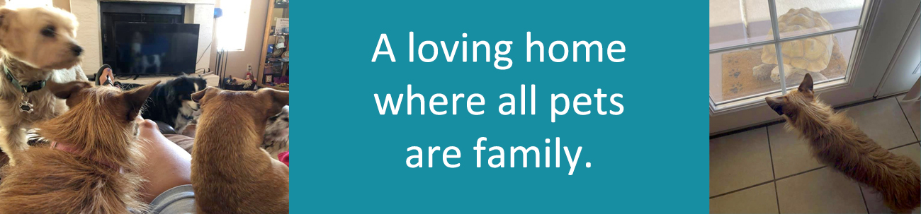 Ruffin' It Pet Sitting