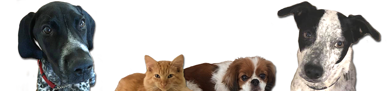 Ruffin' It Pet Sitting