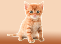 Ruffin' It Pet Sitting Drop-In Visits Cats