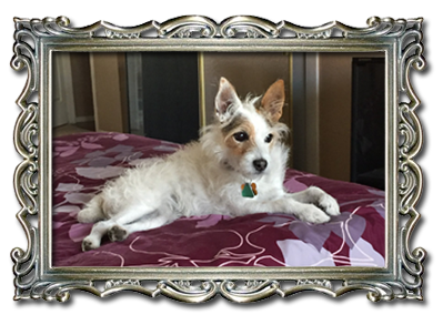 Maria Pugliese RuffinIt Pet Sitting with Syd